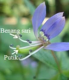 Detail Contoh Bunga Hermaprodit Nomer 3