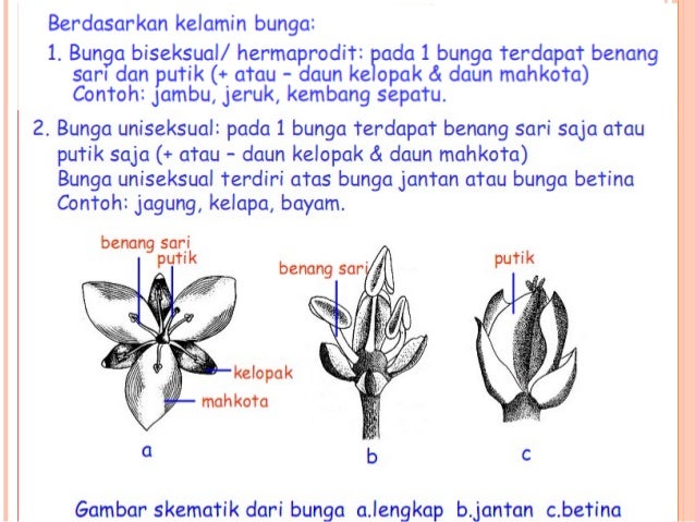Detail Contoh Bunga Hermaprodit Nomer 19