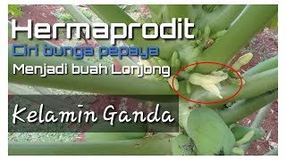Detail Contoh Bunga Hermaprodit Nomer 23