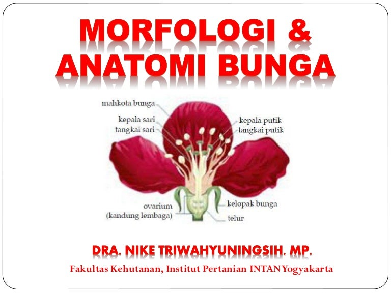 Detail Contoh Bunga Hermaprodit Nomer 25