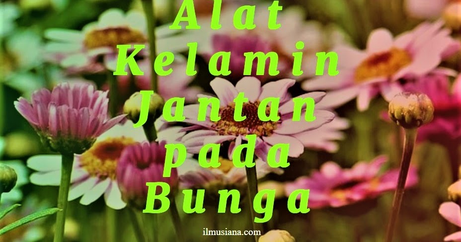 Detail Contoh Bunga Hermaprodit Nomer 29