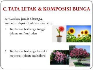 Detail Contoh Bunga Hermaprodit Nomer 33