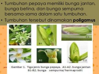 Detail Contoh Bunga Hermaprodit Nomer 38