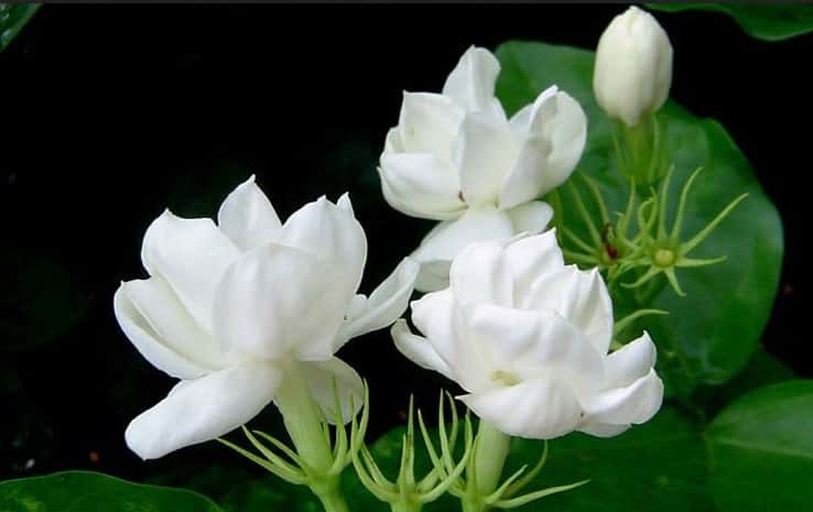 Detail Contoh Bunga Hermaprodit Nomer 41