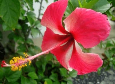 Detail Contoh Bunga Hermaprodit Nomer 44