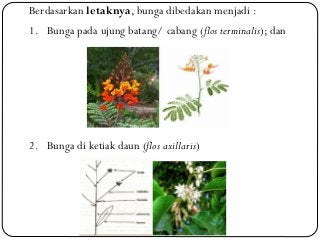 Detail Contoh Bunga Hermaprodit Nomer 45