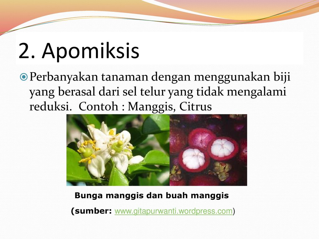 Detail Contoh Bunga Hermaprodit Nomer 46