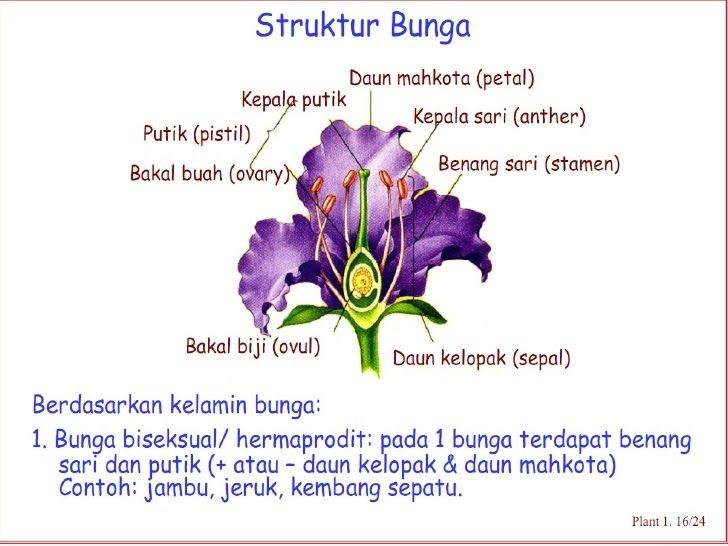 Detail Contoh Bunga Hermaprodit Nomer 7