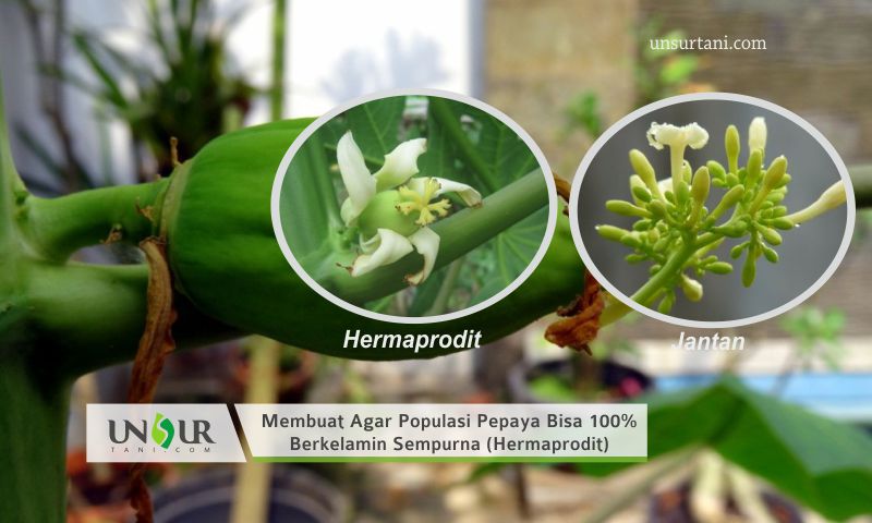 Detail Contoh Bunga Hermaprodit Nomer 8
