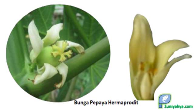 Detail Contoh Bunga Hermaprodit Nomer 9