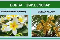 Detail Contoh Bunga Lengkap Nomer 18