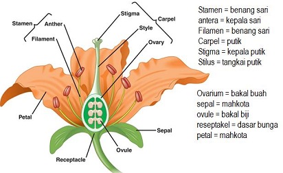 Detail Contoh Bunga Lengkap Nomer 23