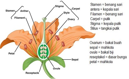 Detail Contoh Bunga Lengkap Dan Tidak Lengkap Nomer 7