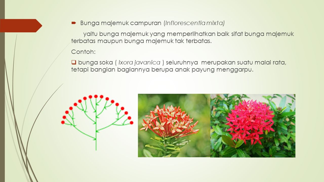 Contoh Bunga Majemuk Biologi - KibrisPDR