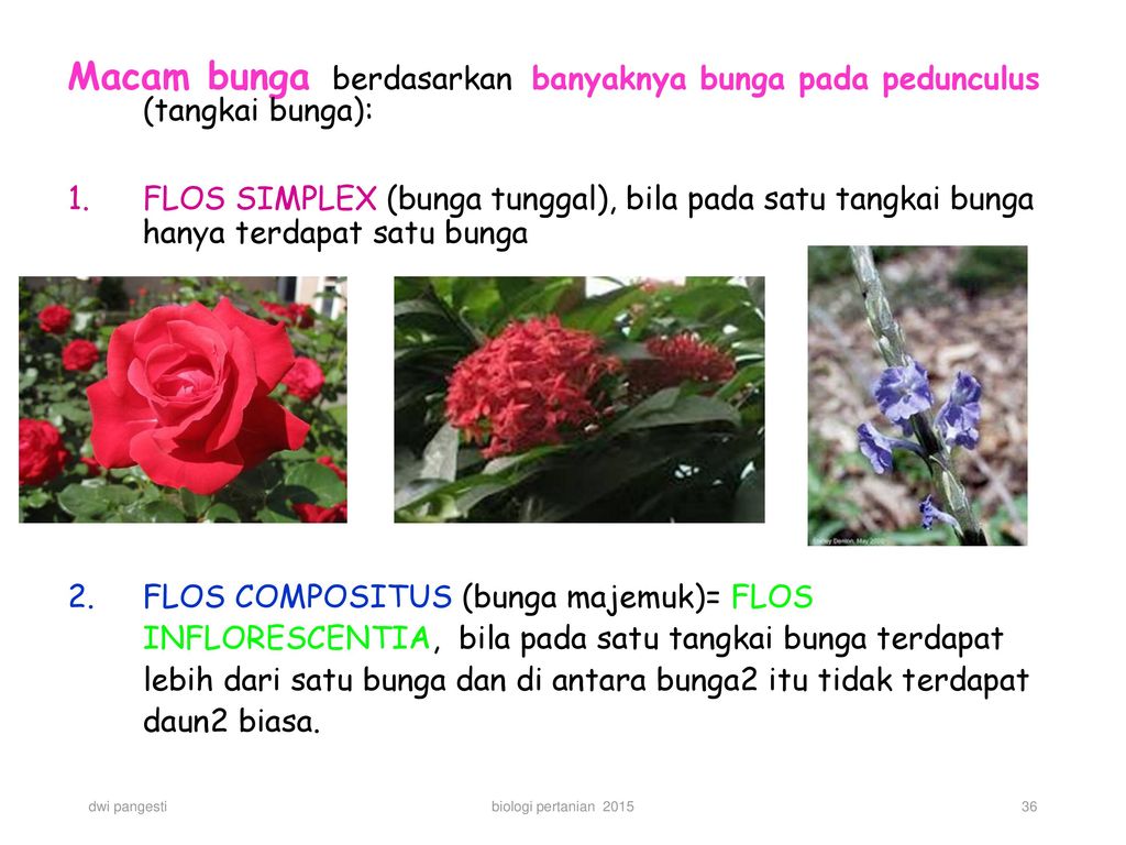 Detail Contoh Bunga Majemuk Biologi Nomer 11