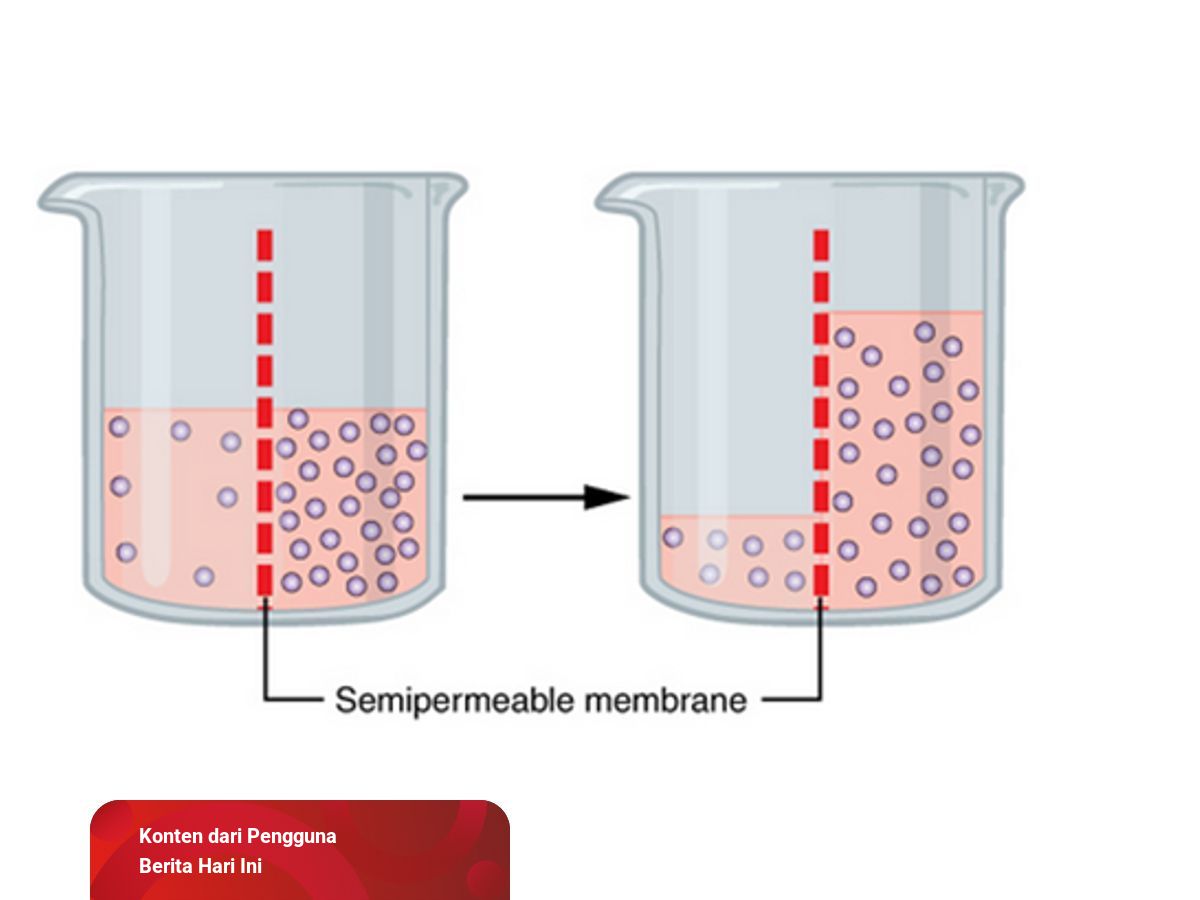 Contoh Dari Osmosis - KibrisPDR