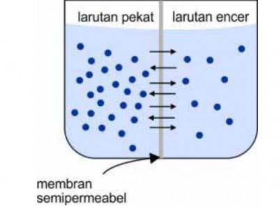 Detail Contoh Dari Osmosis Nomer 17