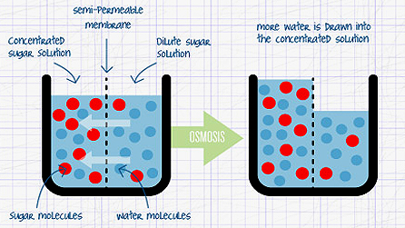 Detail Contoh Dari Osmosis Nomer 21