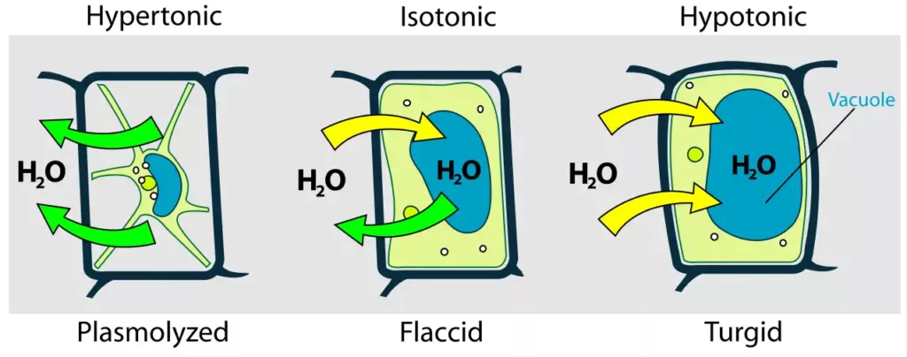 Detail Contoh Dari Osmosis Nomer 23