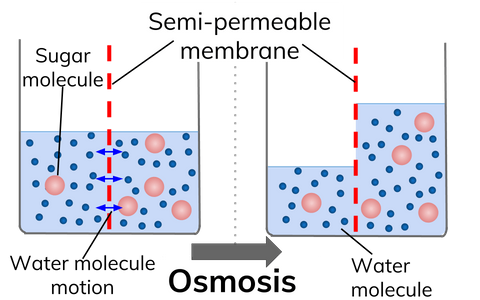 Detail Contoh Dari Osmosis Nomer 24