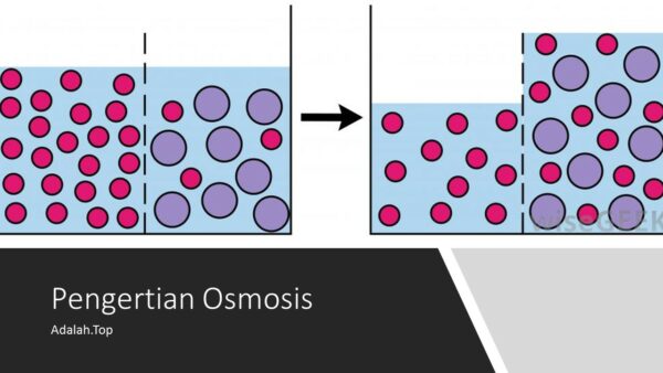 Detail Contoh Dari Osmosis Nomer 38