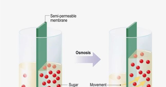 Detail Contoh Dari Osmosis Nomer 42