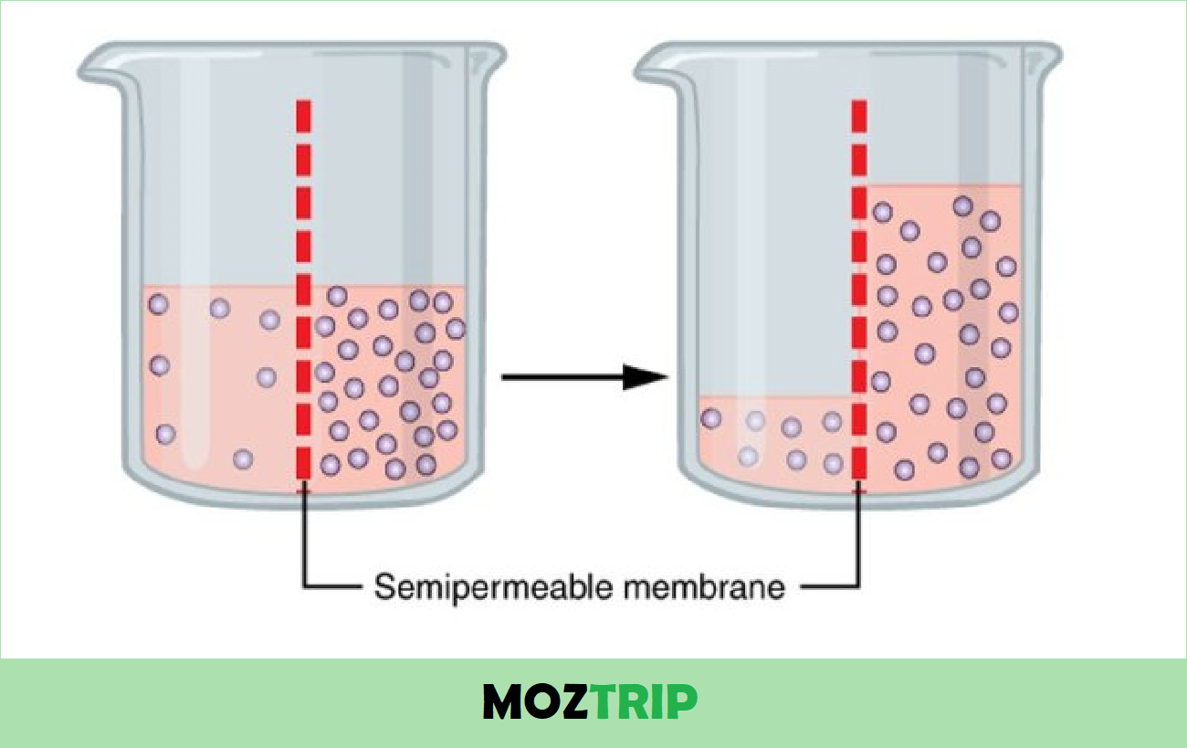 Detail Contoh Dari Osmosis Nomer 44