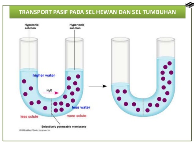 Detail Contoh Dari Osmosis Nomer 51