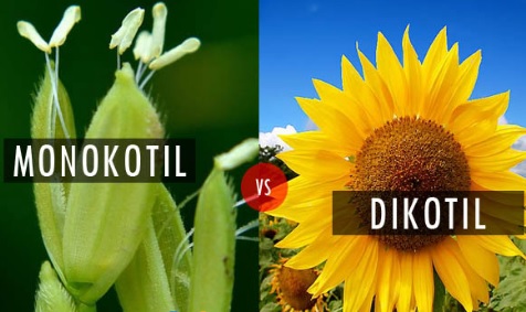 Detail Contoh Daun Dikotil Dan Monokotil Nomer 41