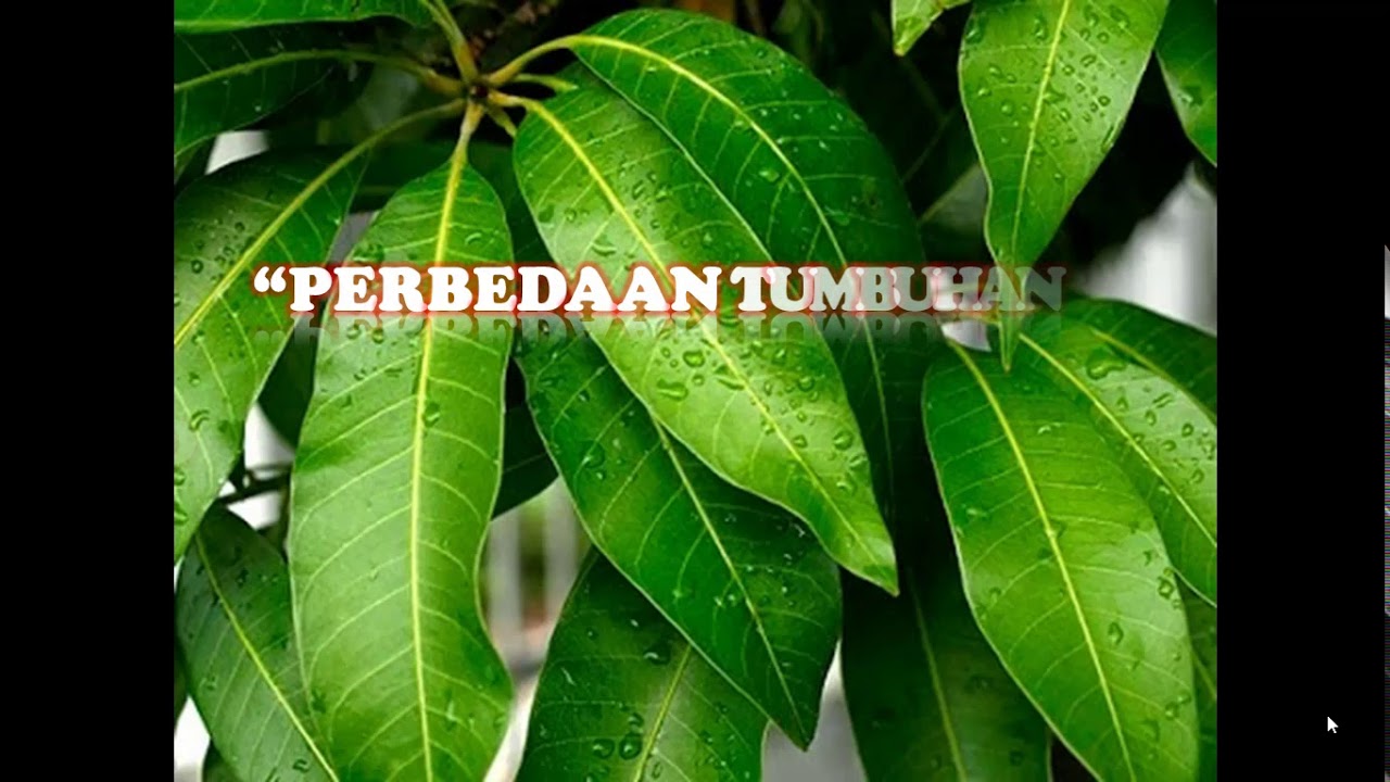 Detail Contoh Daun Dikotil Dan Monokotil Nomer 43