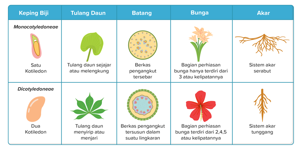 Detail Contoh Daun Dikotil Dan Monokotil Nomer 54