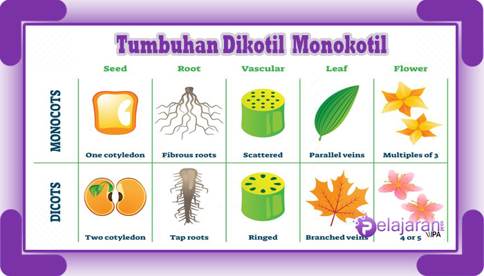 Detail Contoh Daun Dikotil Dan Monokotil Nomer 55