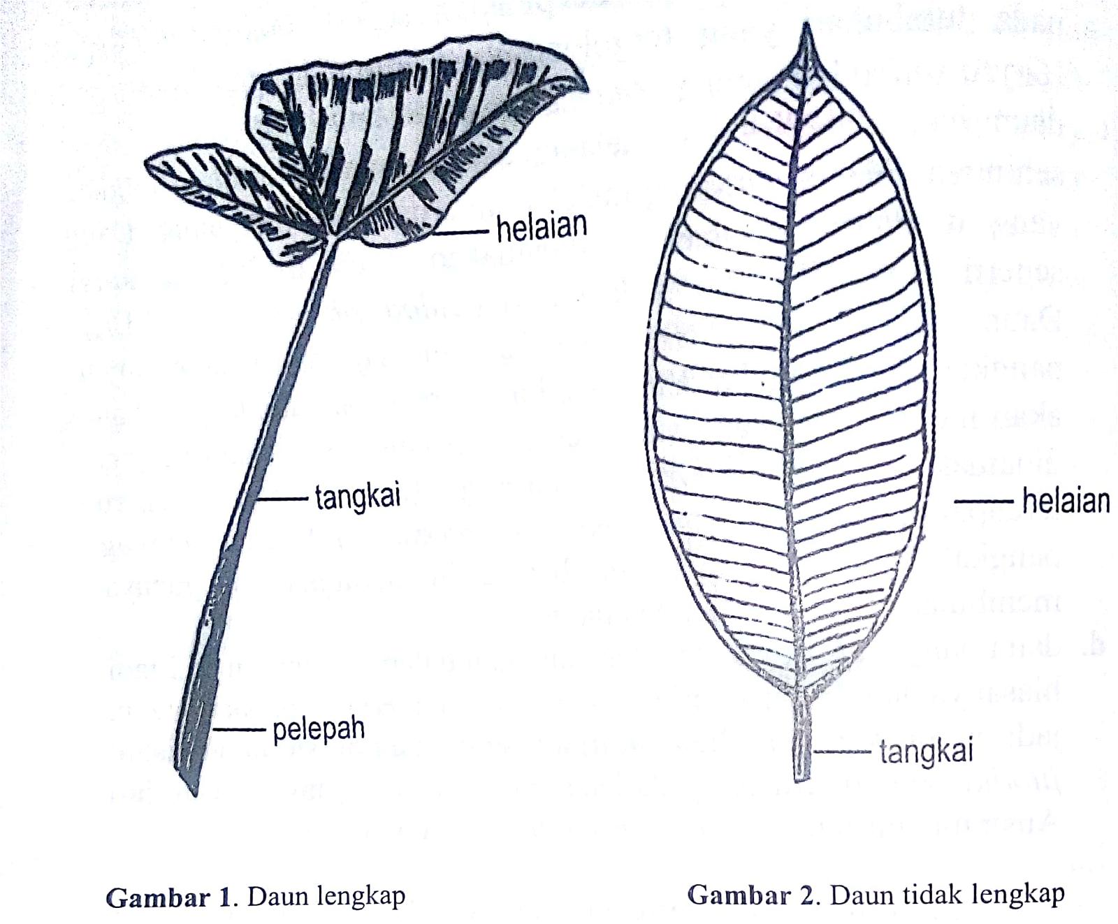 Detail Contoh Daun Lengkap Nomer 10