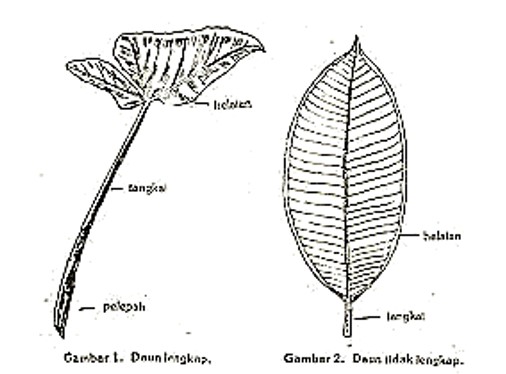 Detail Contoh Daun Lengkap Nomer 3