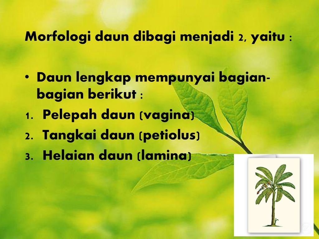 Detail Contoh Daun Lengkap Nomer 31