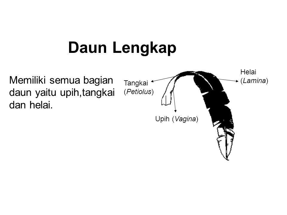 Detail Contoh Daun Lengkap Nomer 41