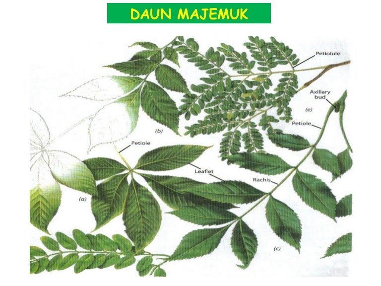 Detail Contoh Daun Lima Jari Nomer 48