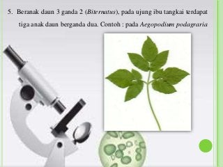 Detail Contoh Daun Lima Jari Nomer 50