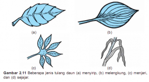 Detail Contoh Daun Menyirip Nomer 23