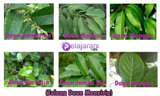 Detail Contoh Daun Menyirip Nomer 4