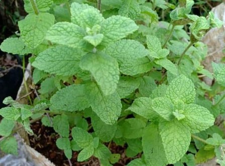 Detail Contoh Daun Mint Nomer 10