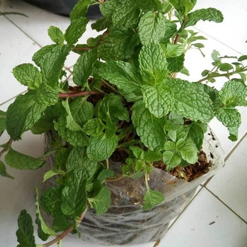 Detail Contoh Daun Mint Nomer 15