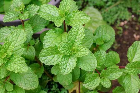 Detail Contoh Daun Mint Nomer 43