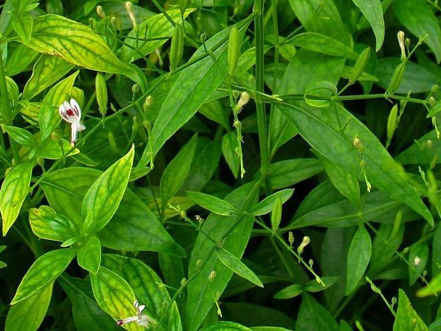 Contoh Daun Sambiloto - KibrisPDR
