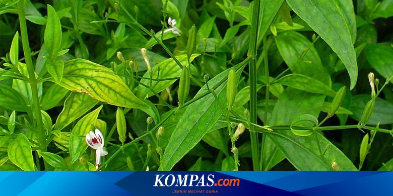 Detail Contoh Daun Sambiloto Nomer 11