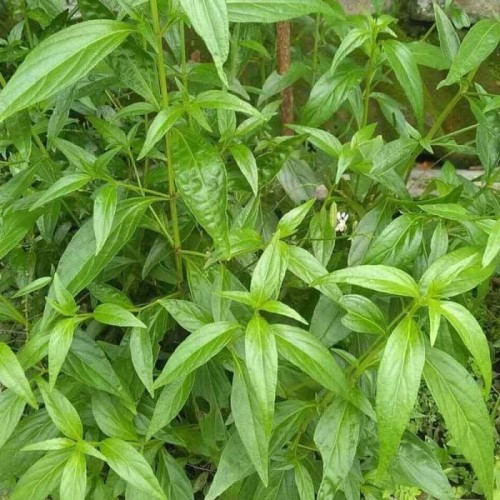 Detail Contoh Daun Sambiloto Nomer 17