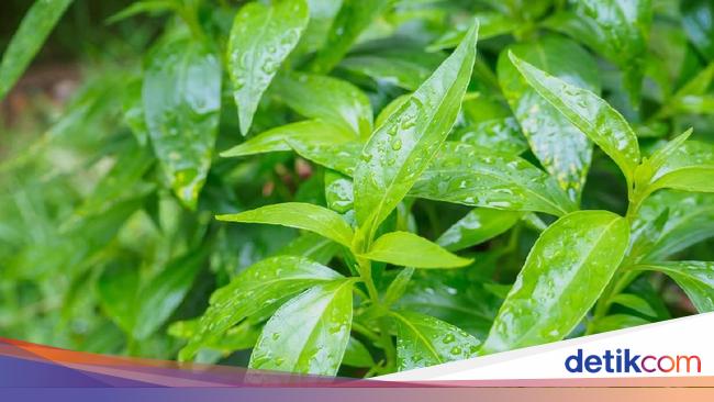 Detail Contoh Daun Sambiloto Nomer 18