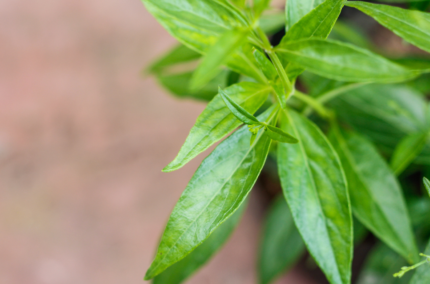 Detail Contoh Daun Sambiloto Nomer 20