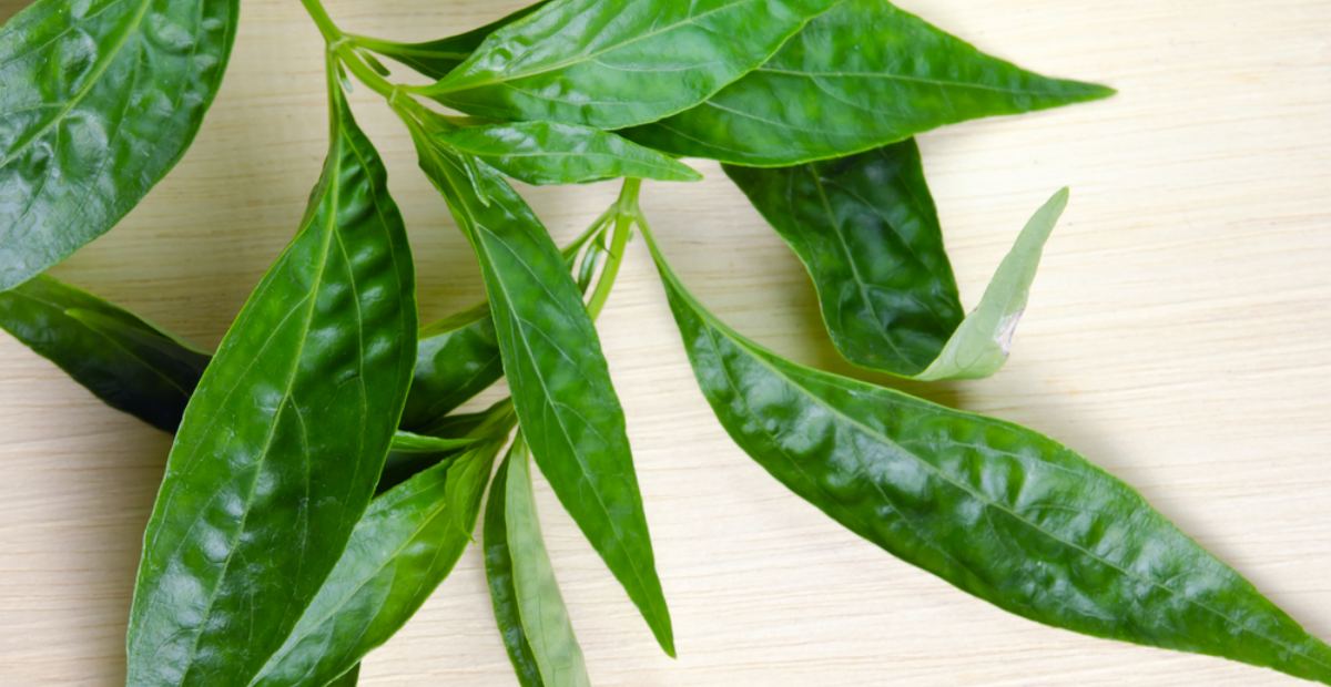 Detail Contoh Daun Sambiloto Nomer 21