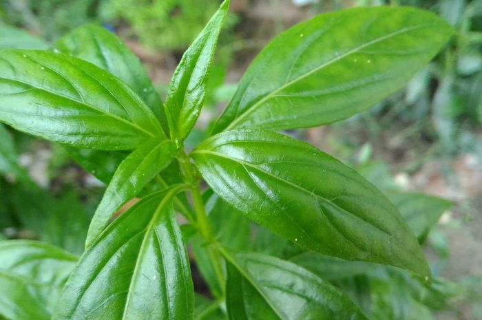 Detail Contoh Daun Sambiloto Nomer 22